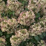 Hortenzia metlinatá (Hydrangea paniculata) ´PASTEL GREEN´® - výška 20-40 cm, kont. C2L